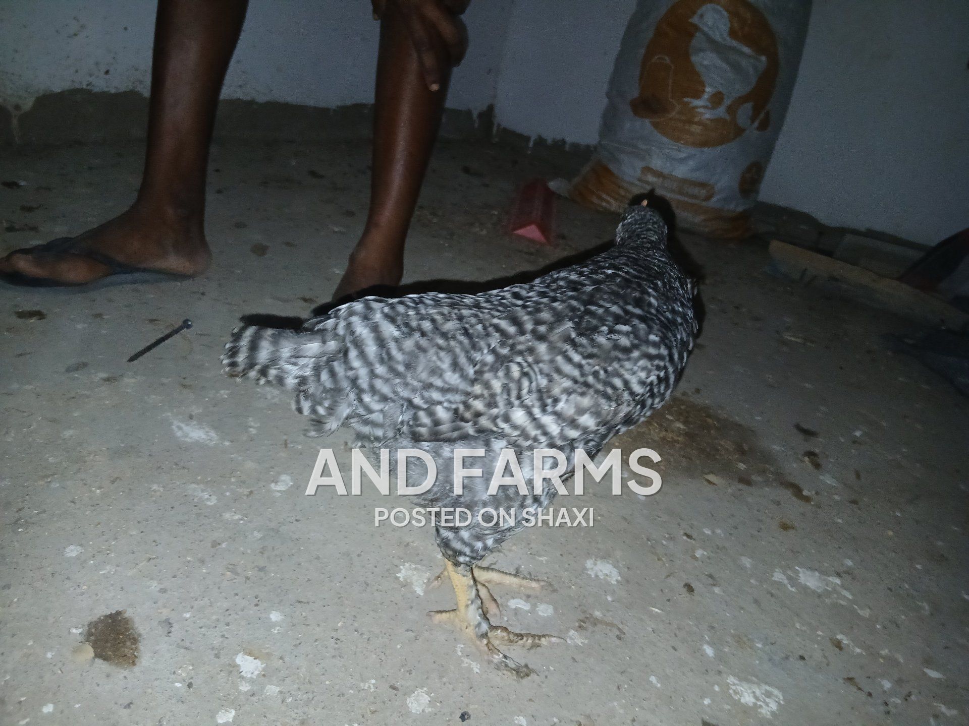 Plymouth rock chickens (check check) photo 1