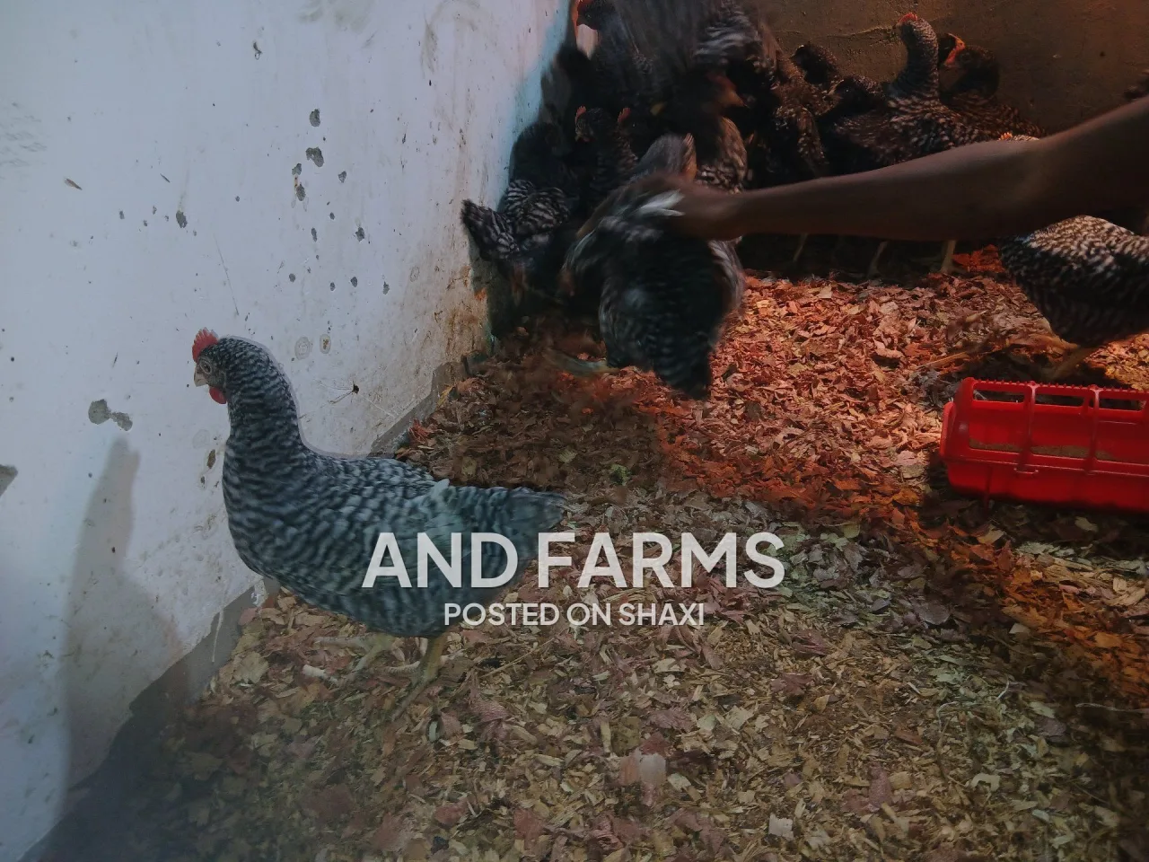 Plymouth rock chickens (check check) photo 4