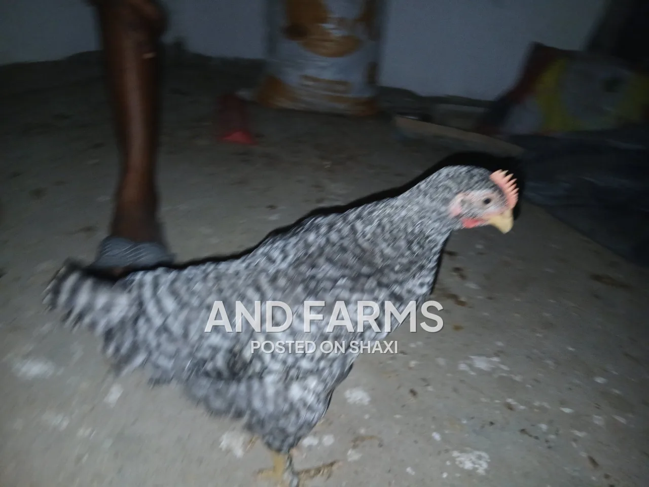 Plymouth rock chickens (check check) photo 2