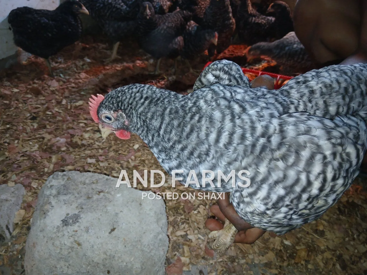 Plymouth rock chickens (check check) photo 3