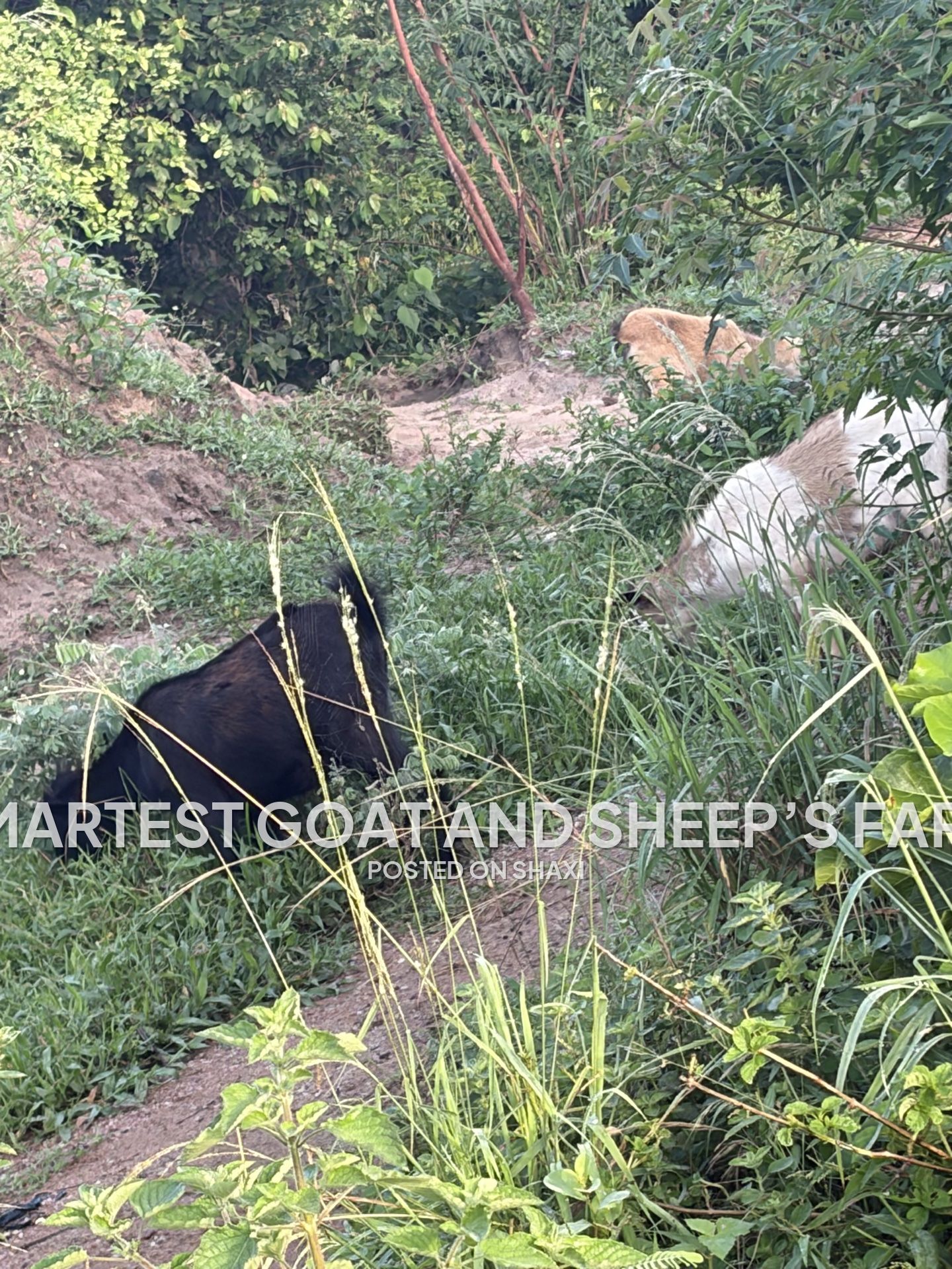Goats and sheep’s photo 5
