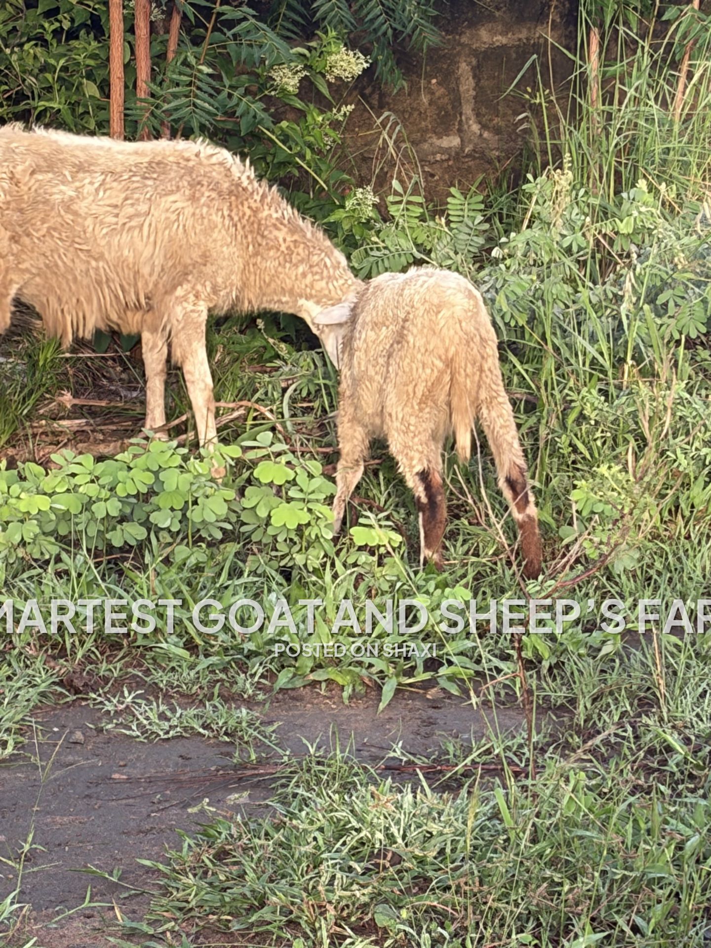 Goats and sheep’s photo 3