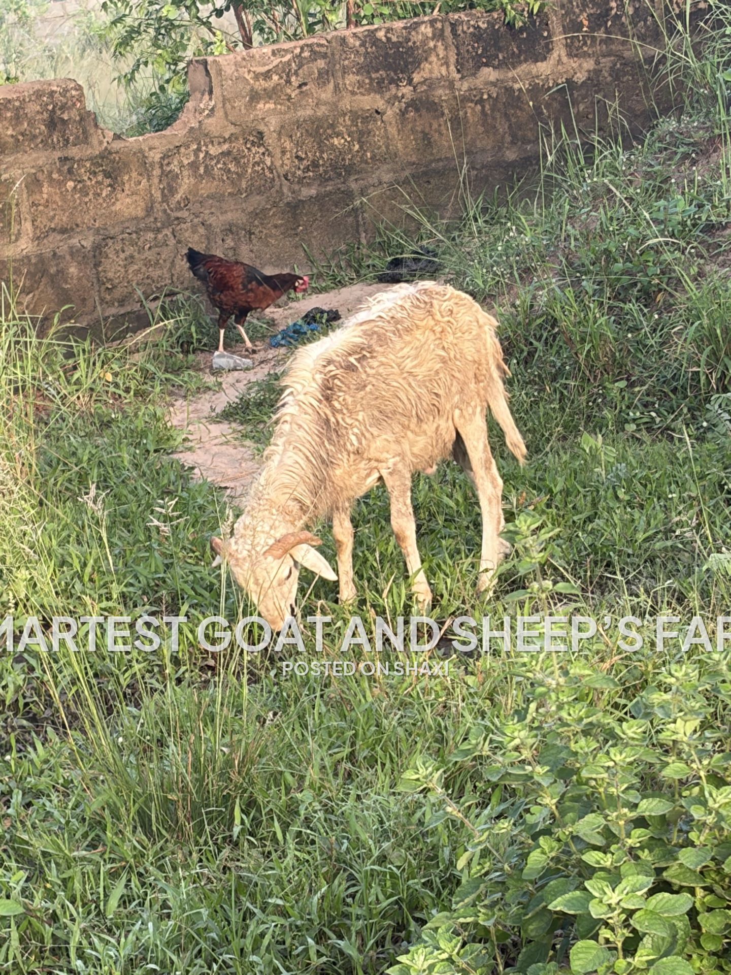 Goats and sheep’s photo 2