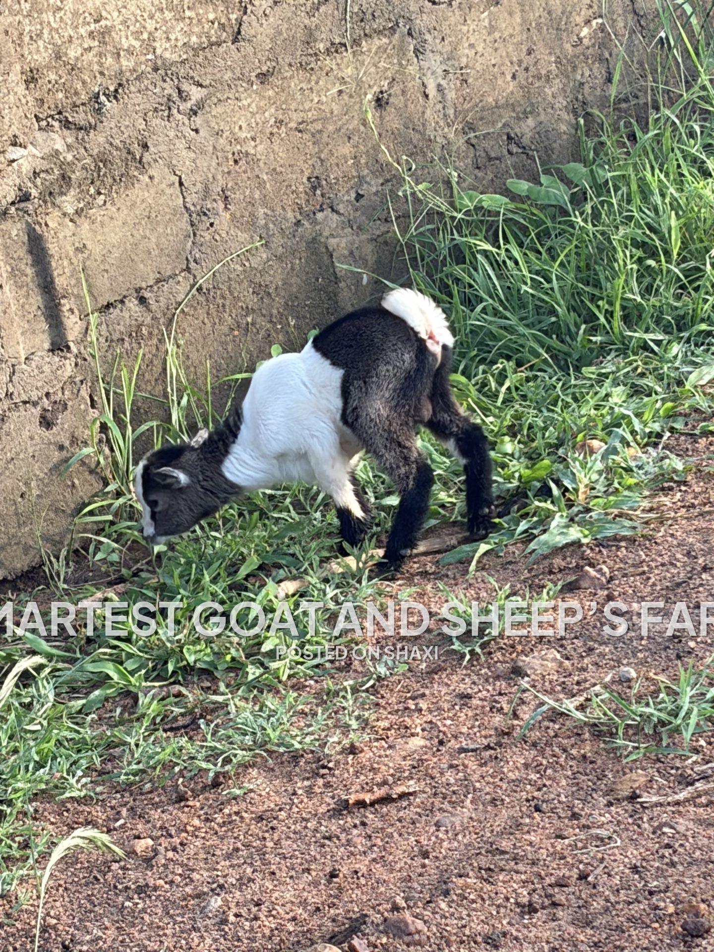 Goats and sheep’s photo 4