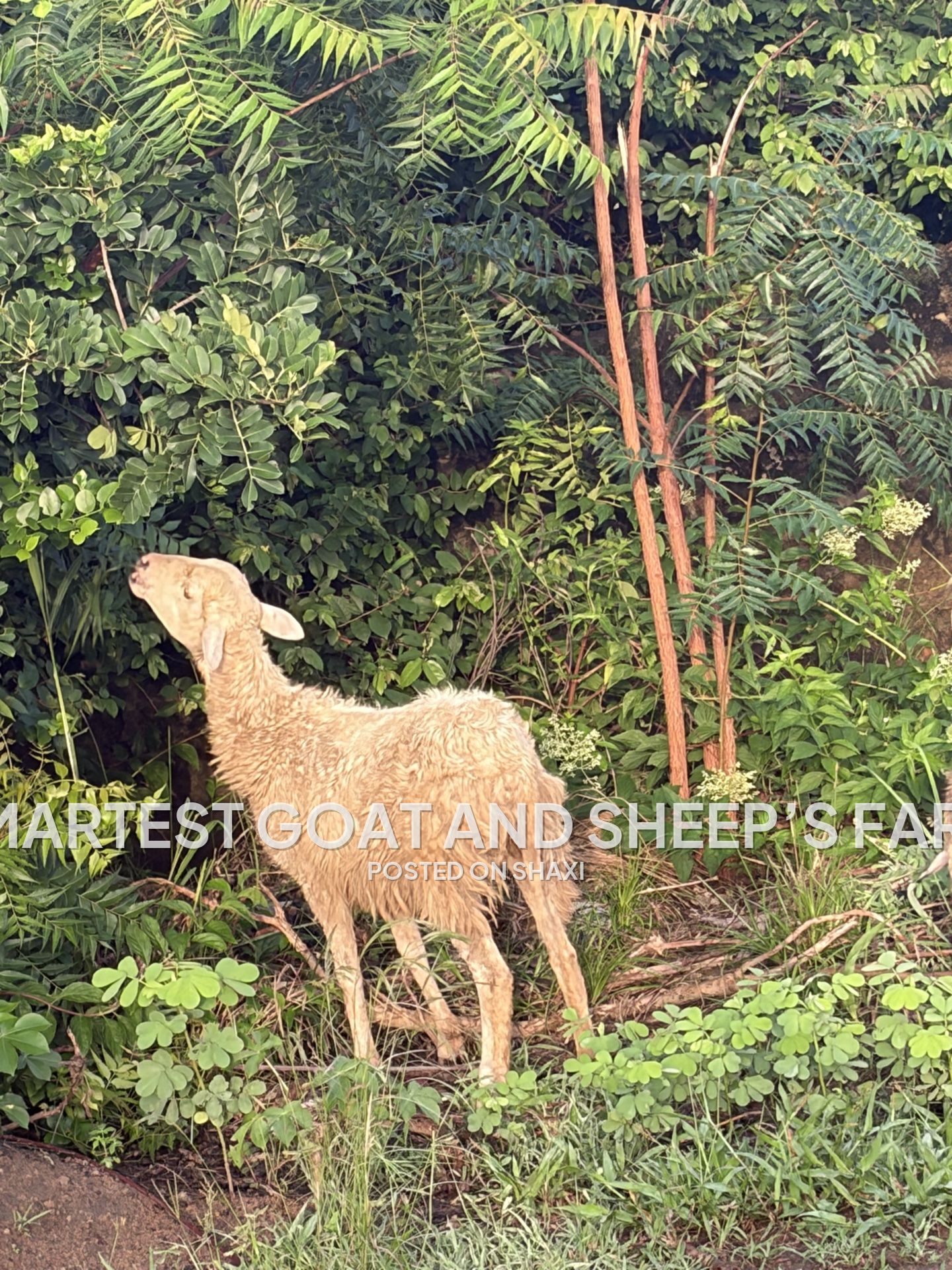 Goats and sheep’s photo 1