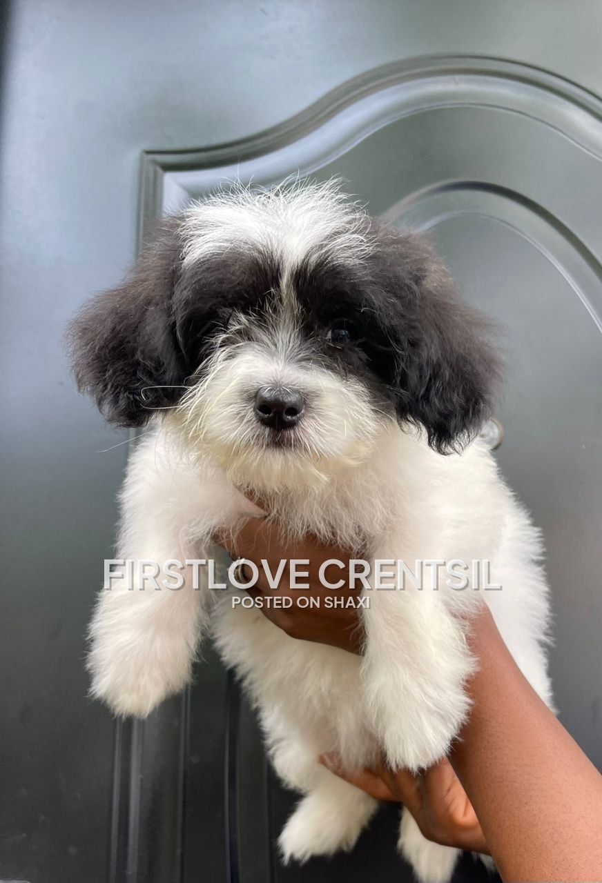 Shih Tzu Mix Puppies photo 5