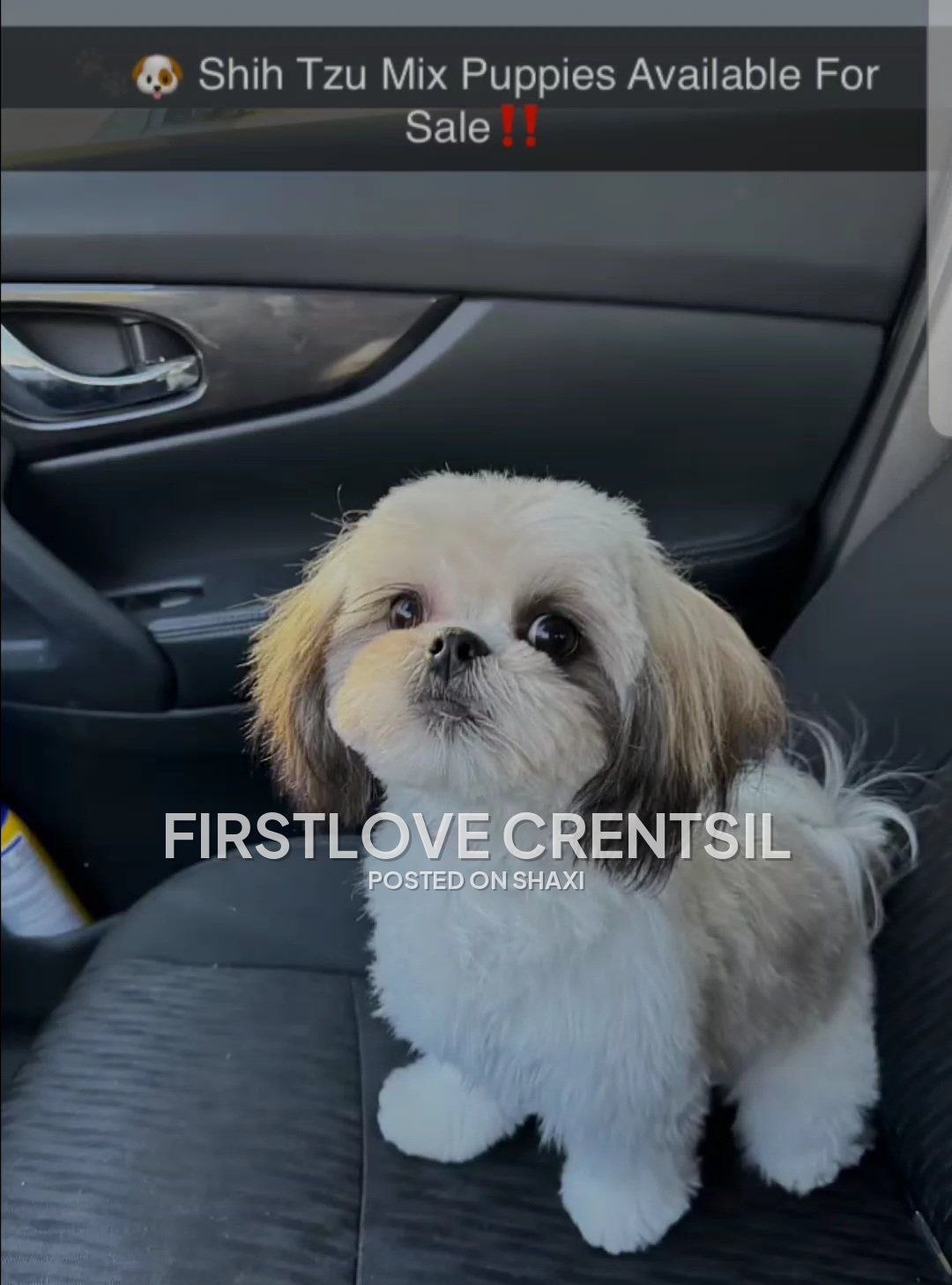 Shih Tzu Mix Puppies photo 8