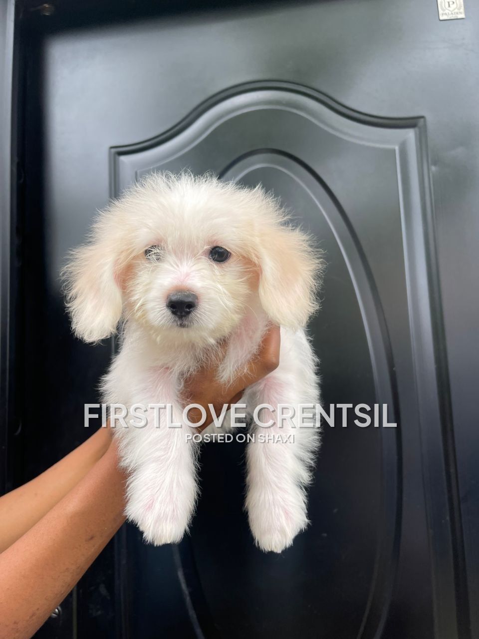 Shih Tzu Mix Puppies photo 7