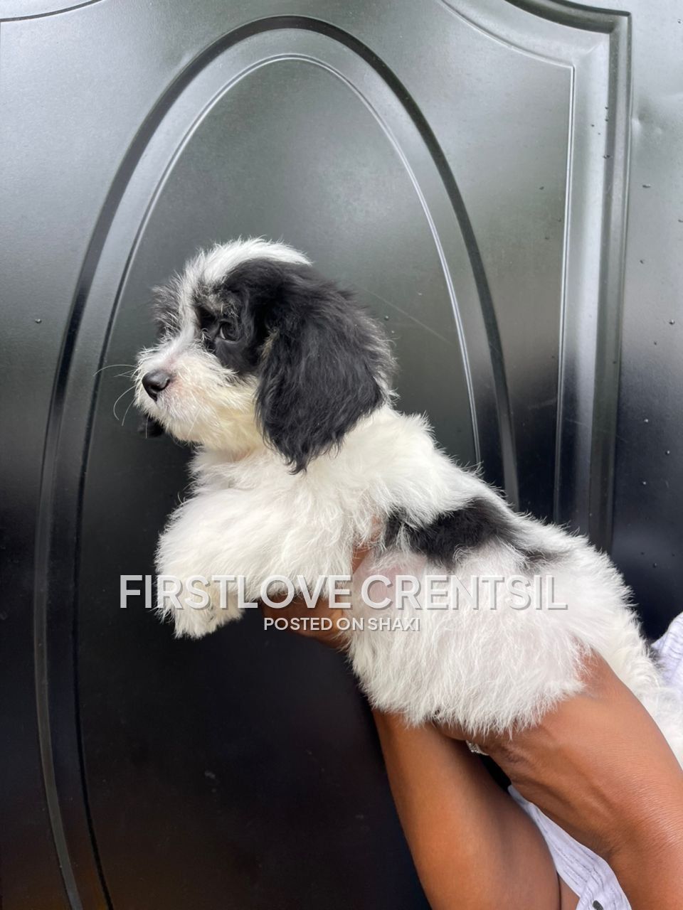 Shih Tzu Mix Puppies photo 2