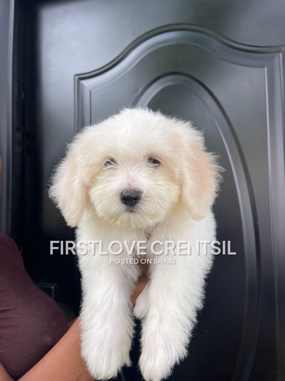Shih Tzu Mix Puppies photo 1