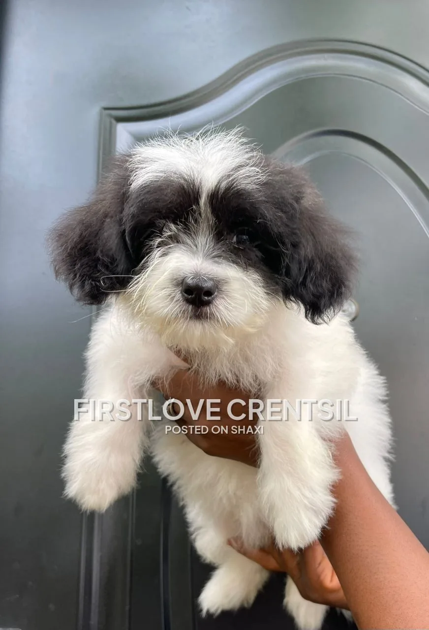 Shih Tzu Mix Puppies photo 5