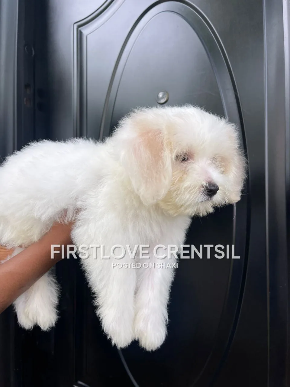 Shih Tzu Mix Puppies photo 6