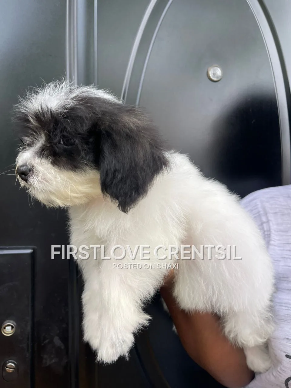Shih Tzu Mix Puppies photo 3