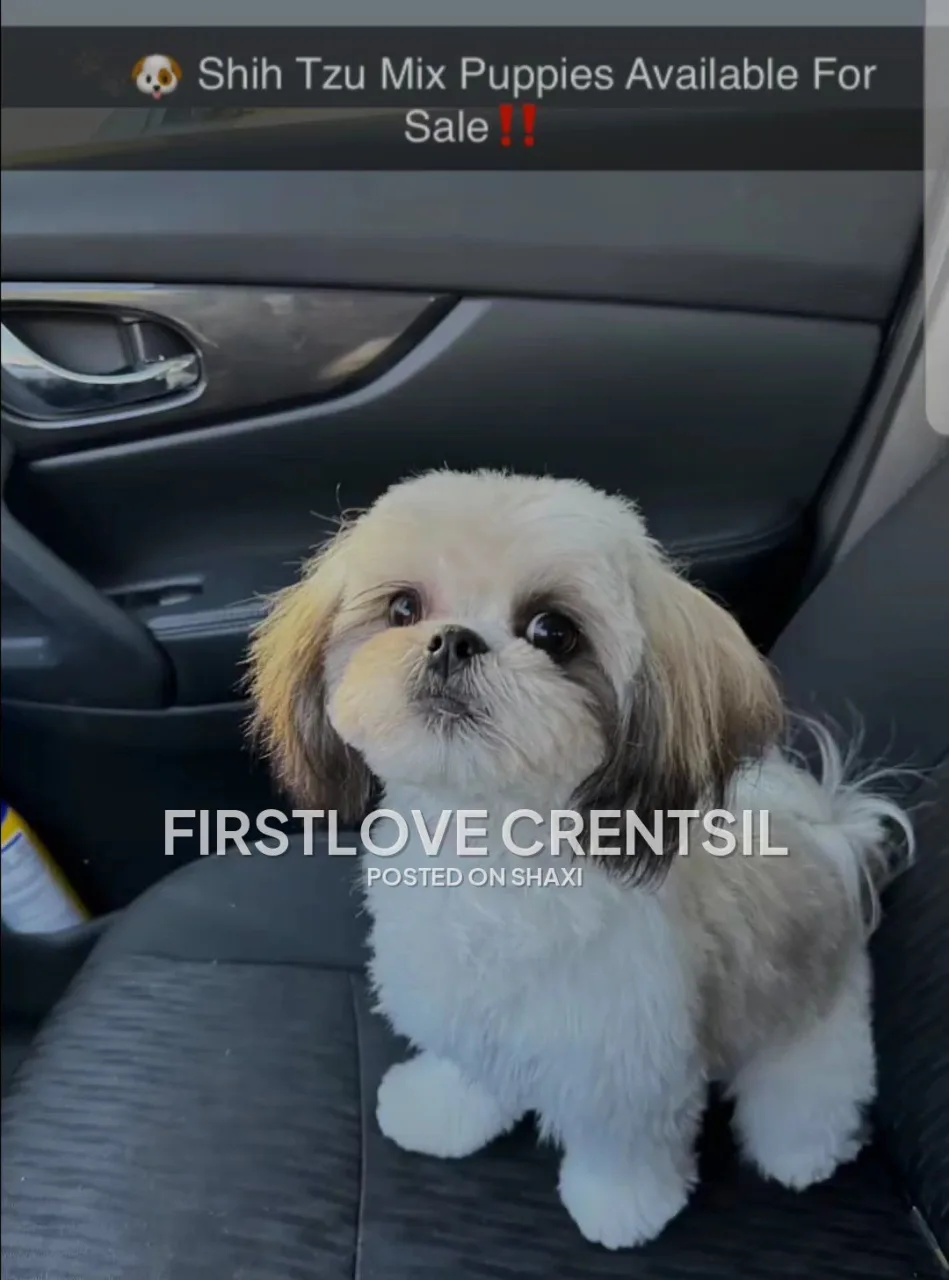 Shih Tzu Mix Puppies photo 8
