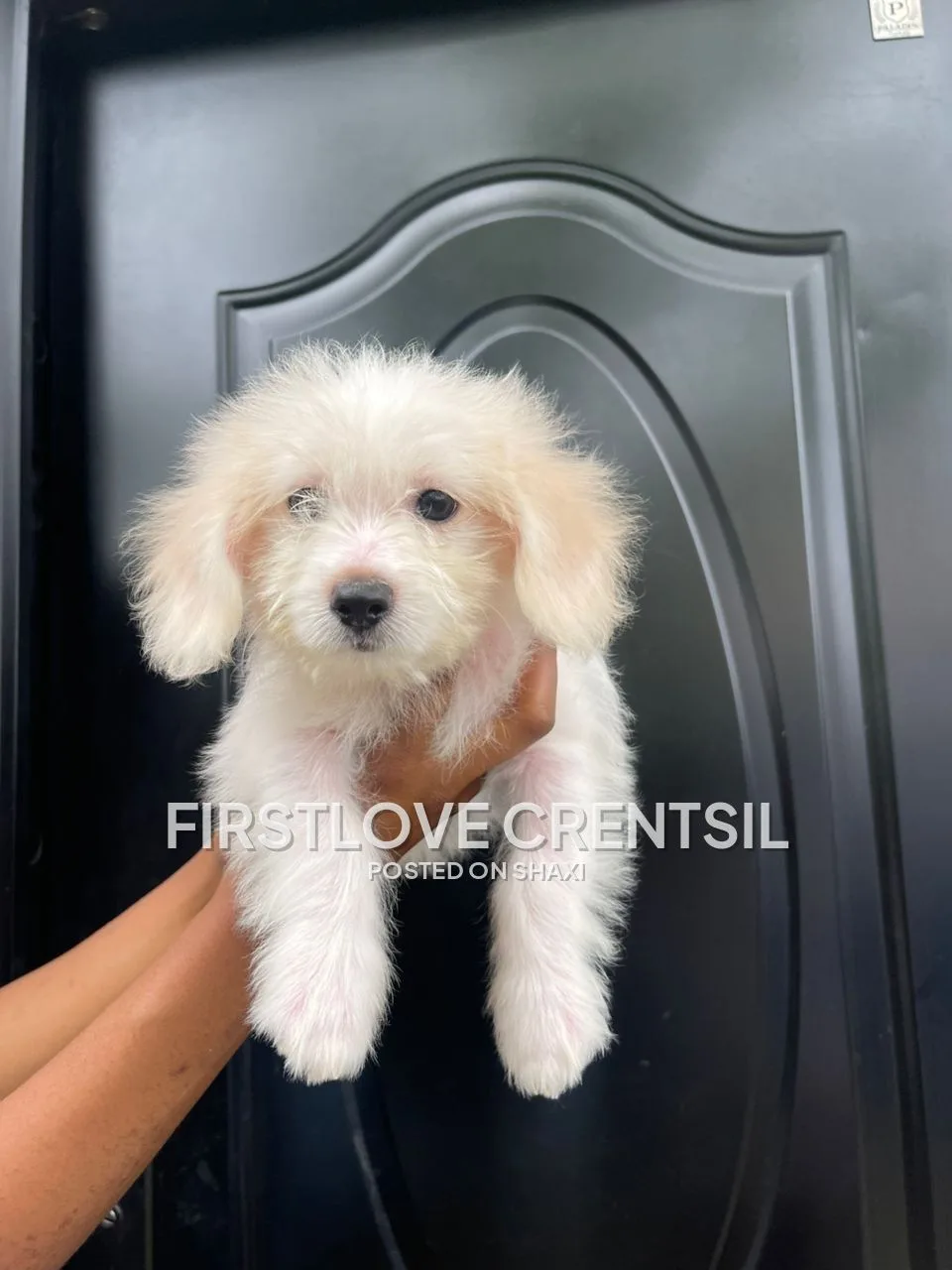Shih Tzu Mix Puppies photo 7