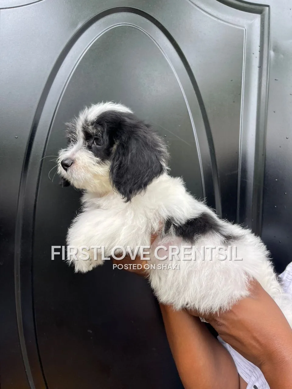 Shih Tzu Mix Puppies photo 2