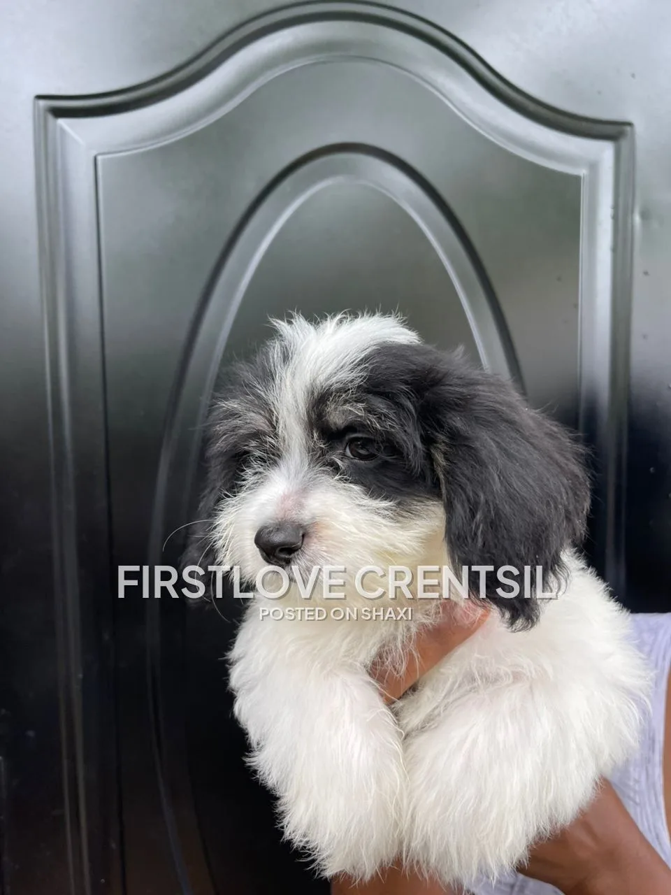 Shih Tzu Mix Puppies photo 4