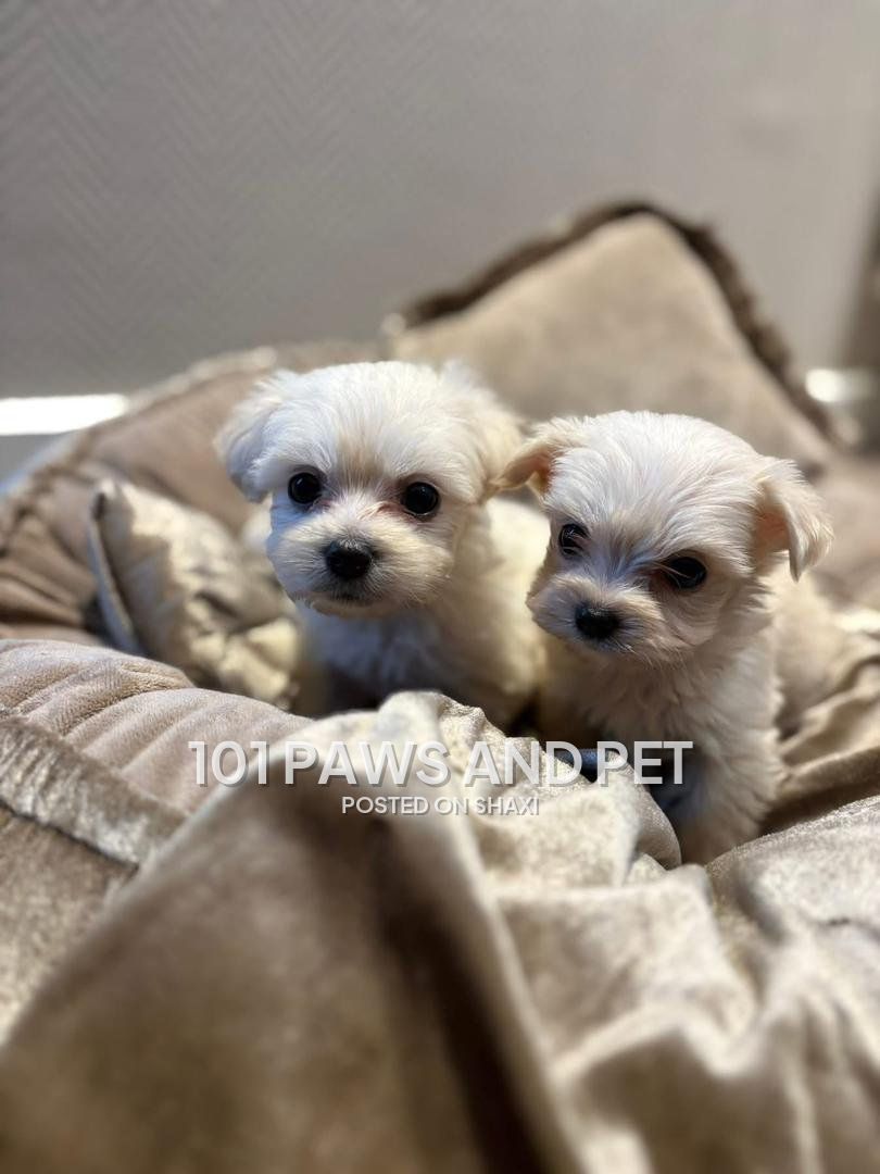 Maltipoo puppies photo 2