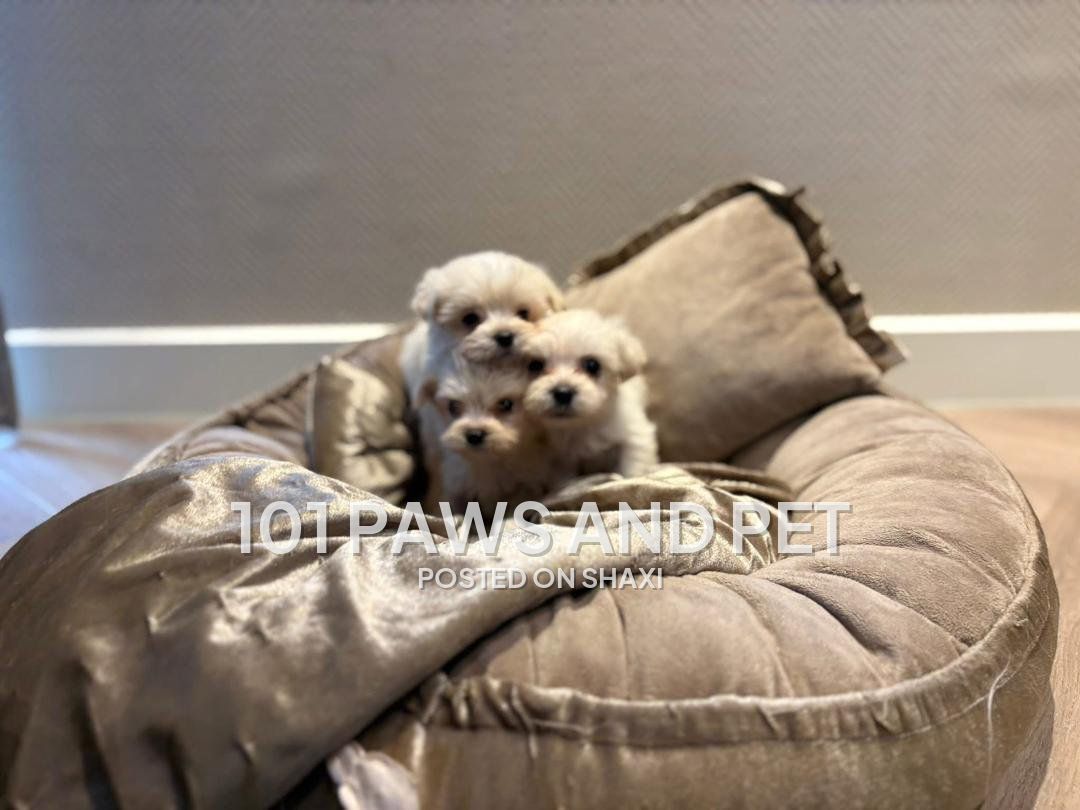 Maltipoo puppies photo 1