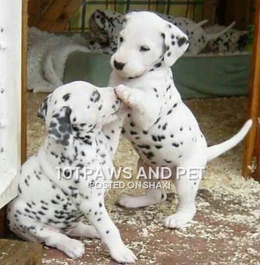 Dalmatian Puppies available photo 2