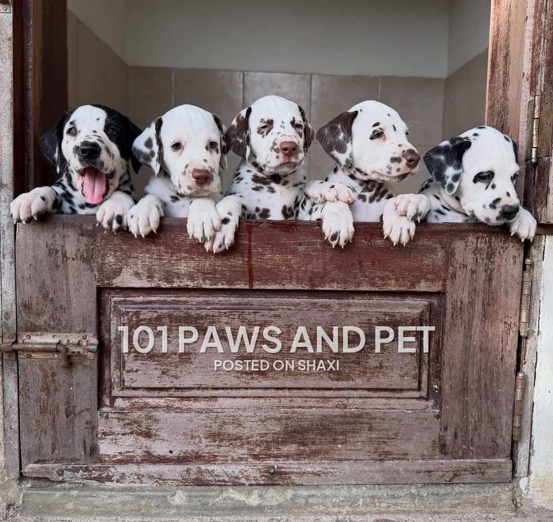 Dalmatian Puppies available photo 1