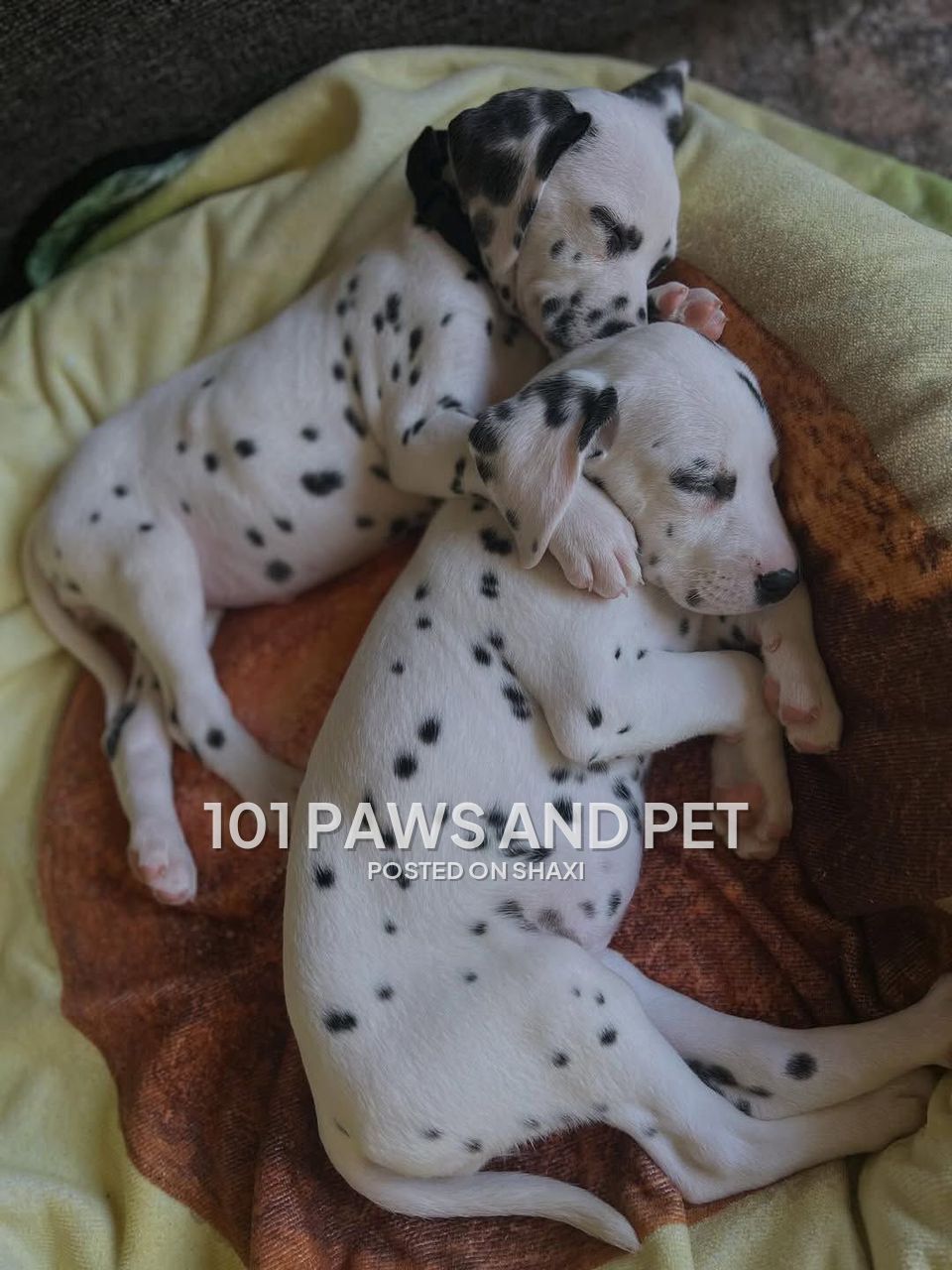 Dalmatian Puppies available photo 3